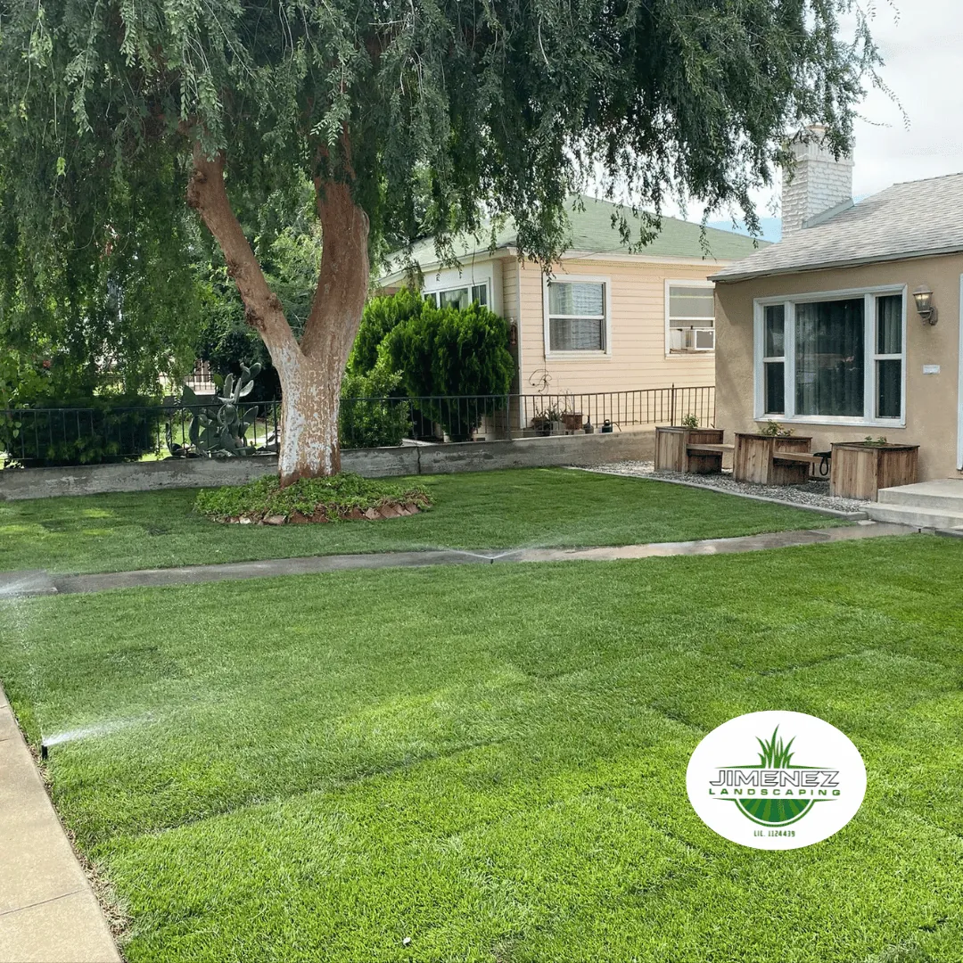 Lush green lawn with freshly installed sod, a large tree providing shade, and a well-maintained home in Bakersfield, featuring Jimenez Landscaping logo.