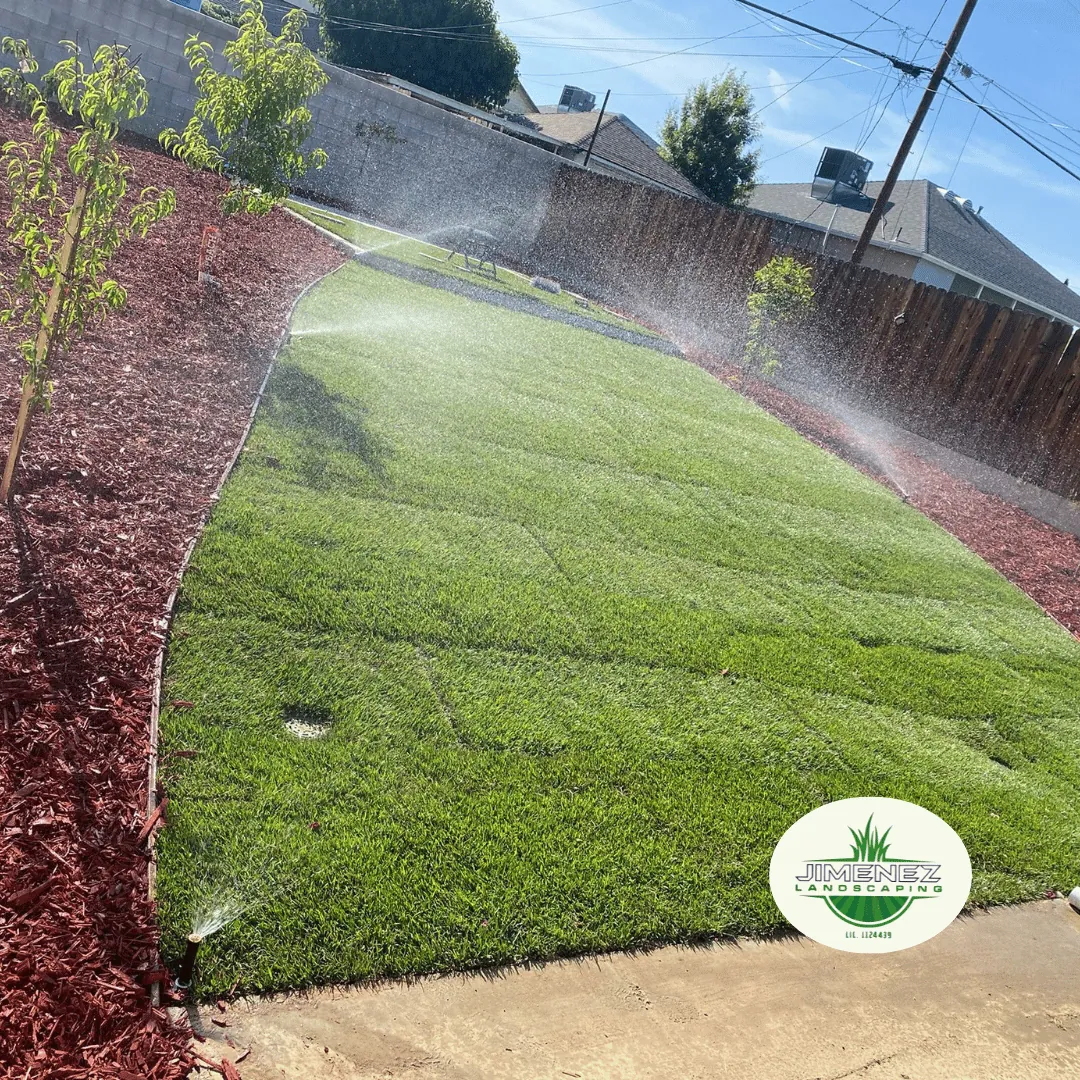 Sprinkler system watering newly installed sod in a landscaped yard with red mulch and young trees, showcasing Jimenez Landscaping's irrigation services in Bakersfield.
