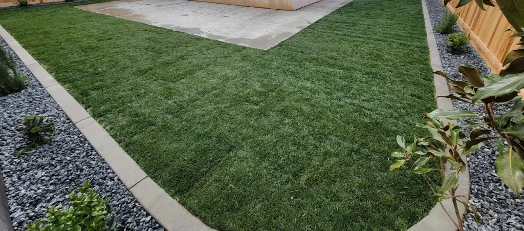 Lush green sod installation with decorative rock borders and a smooth concrete patio, showcasing a transformed outdoor space by Jimenez Landscaping in Bakersfield.